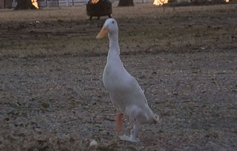 Peg ahora puede caminar y correr como un pato normal. Imagen: KAIT